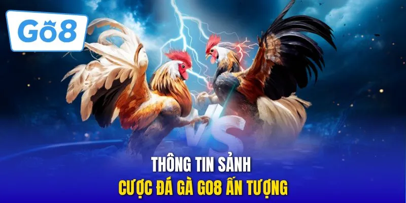 Thông tin sảnh cược đá gà GO8 ấn tượng